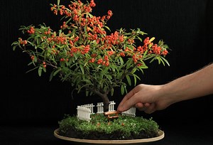 The Best Bonsai Tree Kits of 2024