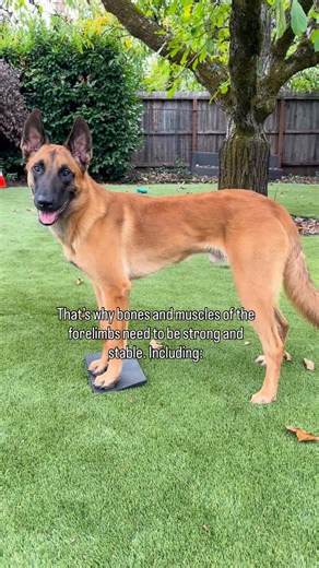 Dr. Melanie | Canine Decoded on Instagram: "⚡️Look for signs of weakness and imbalance in the forelimbs Your dog’s front legs do so much more than move… they carry up to 70% of their body weight. 🦴 Weakness or poor posture here can quietly change everything: shortened stride, inward-turned elbows, wrist collapse, even nail wear patterns. Building forelimb strength and stability in every dog, sport or pet, protects joints, improves mobility, and keeps your dog confident in movement. 