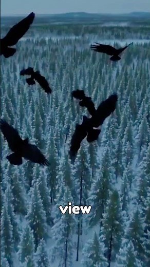 RAVENS AND WOLVES WORK TOGETHER?! 🐺🦅 #Wolves #Ravens