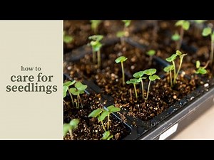 How to Care for Seedlings (For the Garden)