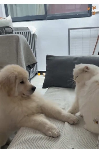 Golden Retriever puppies are the cutest creatures in the world!!! #dog #goldenretriever #puppy #cute #fyp