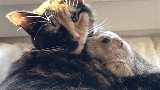 78K views · 4.1K reactions | Prairie dogs are considered pests. I took one home. We interviewed instagram.com/potato.theprairiedog for this video produced exclusively by GeoBeats. | GeoBeats Animals | Facebook