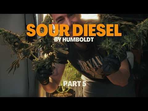 Checking Trichomes & Mold During First Partial Harvest - Sour Diesel Grow Part 5