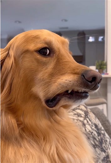 Understanding Dogs' Judging Faces