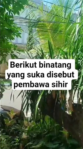 Here are the animals that like to be called magic bearers #quotes #trendingshorts