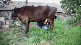 L'agriculteur Traite La Vache à La Main Le Lait Entre Dans Le Seau Vue Sur La Vache Entière Banque De Vidéos - Vidéo du traire, mains: 157156780