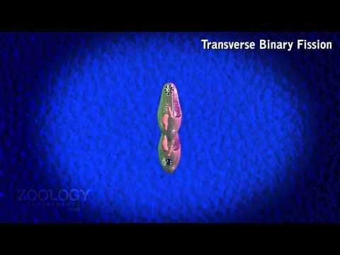Paramecium: binary fission