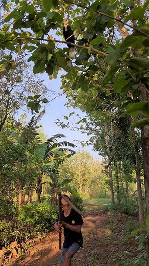 Lure birds using sticks | Kang Zen