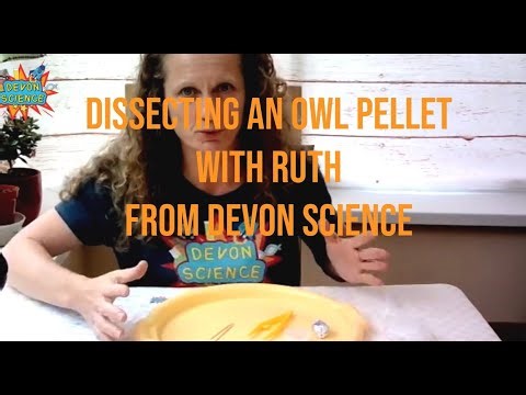How to dissect an Owl Pellet. Amazing what you find inside. Put it under the microscope too.