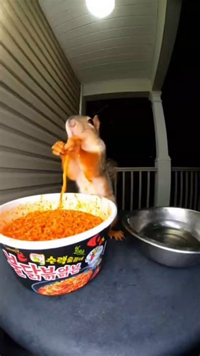 Squirrel Tries on Instagram: "#squirrelwatching #squirrellove #squirrel #squirrellife #noodles"