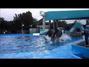 Killer Whales Jumping at Final Shamu Up Close Training Session at SeaWorld 4-3-14