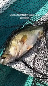 2.3K views · 1.6K reactions | Swimbait giants on the...