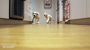 Golden Retriever pups running for their dinner, timelapsed