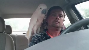 Pebble, the potty-mouthed parrot