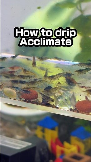 How to drip acclimate shrimp (step by step guide) 🦐 #aquarium