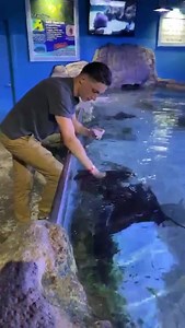 1.7K views · 24 reactions | Last day of Stingray week! | San Antonio Aquarium | Facebook