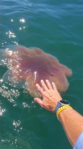 I Touched the Ocean’s MOST Dangerous Jellyfish 😳🪼#ocean #shorts #nature