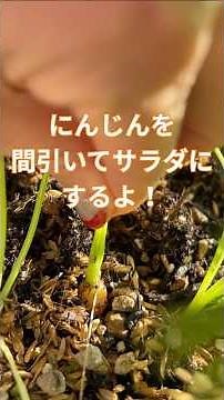 にんじんの間引き菜を使ってサラダにするよ！にんじんの葉っぱは栄養価抜群！捨てないで食べてね！#ベランダ菜園 #家庭菜園 #ベランダ菜園 #農業 #再生栽培 #野菜 #趣味 #初心者 #shorts