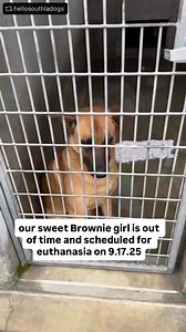 13K views · 834 reactions | Great news Brownie was rescued ￼ by...