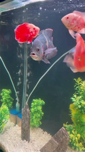 Monster Fishes Community Tank🐟🔥#fish #aquarium #monster #aquariumfish #fishes #tank #hobby #fishes