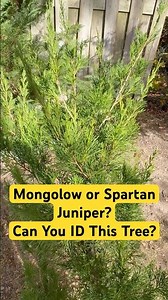 Mongolow or Spartan Juniper? | Can You ID This Tree? (TreesWizard Series) #shorts #trees #nature