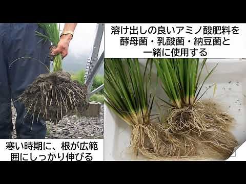 西田さんBLOF水稲白い根栽培の多収穫の要因を語る＃ジャパンバイオファーム＃BLOF