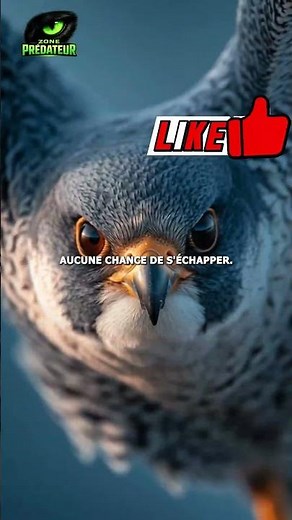 Peregrine falcon: the fastest animal in the world