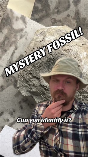 Unveiling the Enigmatic Receptaculites: Mystery Fossil Identification