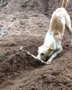 This dog has got playing fetch by himself figured out 😂👏 | LADbible