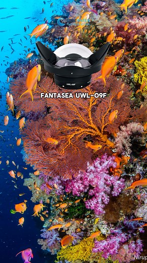 📷✨ These are our top 6 Wide Angle Wet Lenses in 2025! 🔥 The big benefit of using wet lenses is versatility. What is universal about wet lenses, and reason enough to use them, is the ability for an underwater photographer to photograph both large and small subjects on the same dive. You can do this thanks to the ability to change wet lenses underwater, something not possible with dry lenses. There are a few other advantages, but these can vary somewhat from one lens & port combination to the ne