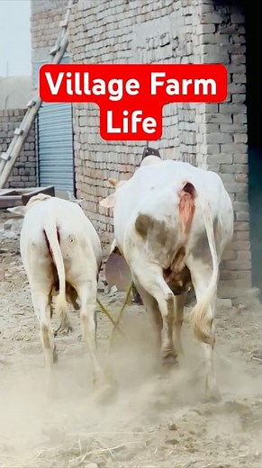 Village Life Cow Running #shorts