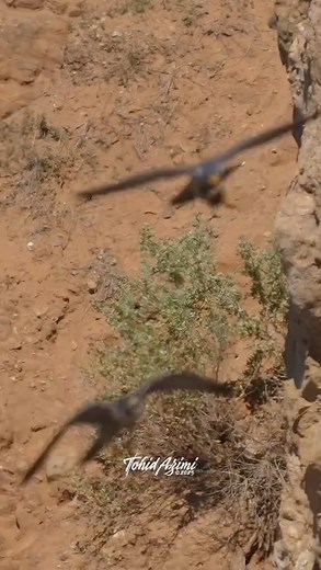 Aerial Food Transfer between male and female Peregrine Falcons. . . . #peregrinefalcon #falcon #birdsofprey | Falcon Eagles