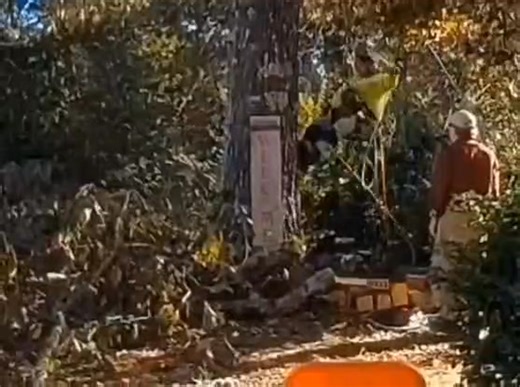 Mona part 2. Hernandez had to climb up twice but on the second climb he was able to convince Mona that he was there to help and she came right to him. Not only is he a tree-climbing mofo but he's also a cat whisperer. He said he'd rescued ten cats so I guess Mona was lucky #11. He said, "You see man? I did the best thing!" You sure did brother. Thanks Hernandez! You rock. | Kelly Simpson