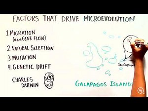 What is Evolution?