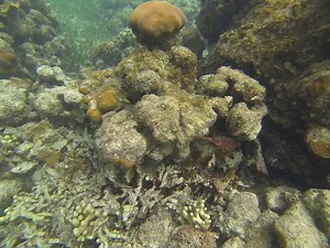 File:Underwater Videos.webm - Wikimedia Commons