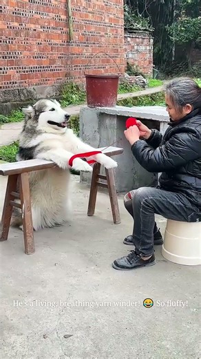 This Dog is Helping His Human Knit! My Heart Can't Handle the Cuteness! #dog