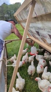 How we raise our pasture raised broiler chicken #howto #learning #benifitial #growyourown #chicken #farmlife #farm #natural #instagood | Gardening Gays