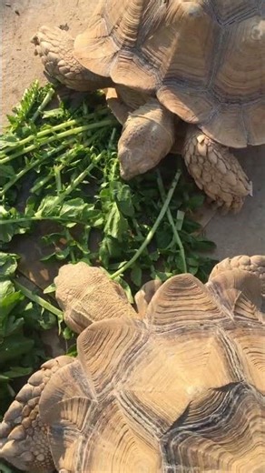 Sulcata Tortoises Munching Green Leaves 🐢🌱 | Calm & Cozy Moments | sulcata tortoise | sulcata safari
