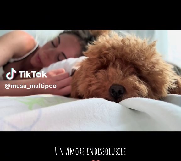 Gratitudine per il nostro Maltipoo