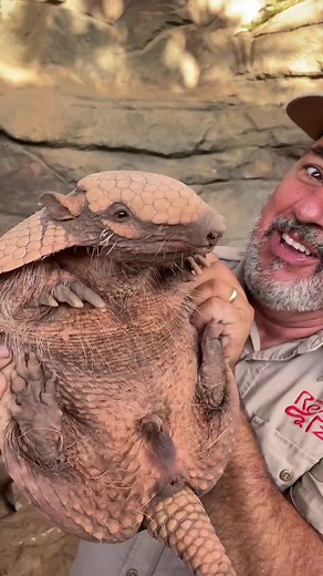 Now that’s a prehistoric looking creature 😳 #animals #prehistoric #armadillo