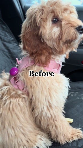What a transformation, Elle needed a little trim round her eyes. Wonder how long she will say like this? #capcut_edit #beforevsafter #puppy #cockapoo #fyp