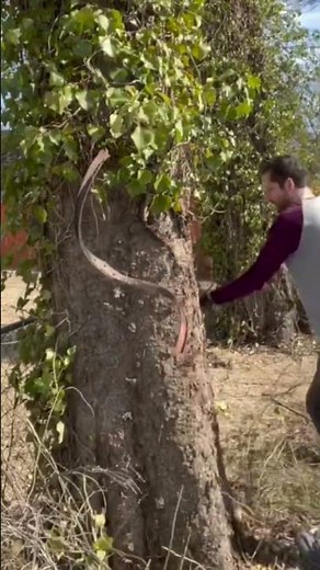 Removing Harmful Vines From Trees