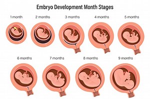 Stages of pregnancy. Fetal development process. Human embryonic...