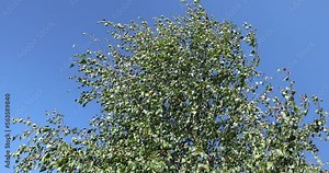 Birch trees in summer in sunny weather, a beautiful birch tree in windy weather