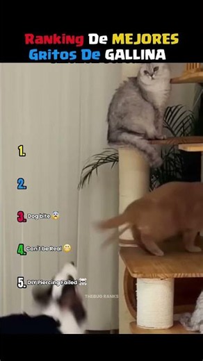 TOP 5 SCREAMING CHICKEN MOMENTS 2 (Parody) Rankings IN SPANISH #shorts #humor
