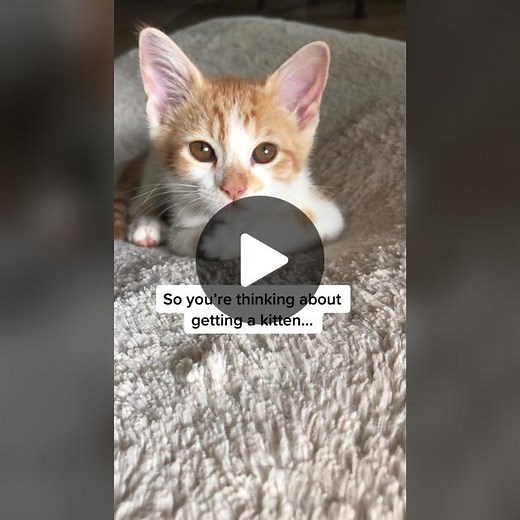 Never a dull moment😅 #cat #pets #animalsoftiktok #catsoftiktok #funnycats #kittens #crazykittens #catmomlife