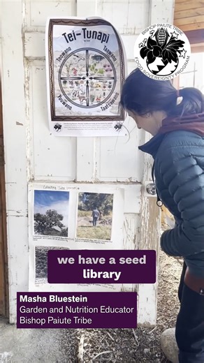 On a windy afternoon in January, Masha Bluestein swings open the wooden door of the cob seed house, where hundreds of seeds are sorted into various glass jars. As the Garden and Nutrition Educator, Bishop Paiute Tribe, Bluestein knows the power of a single seed–let alone the power of hundreds of seeds. “We are storing seeds that are bioregionally adapted to our area,” Bluestein says during a tour of the Seed Library. “That way, we not only decrease our reliance on big ag for new seeds, but also 
