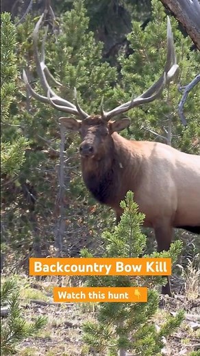 Shoot or pass? Bow Hunting Public Land Elk