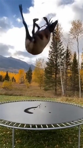 Huge elk on trampoline | Scott James Chittenden