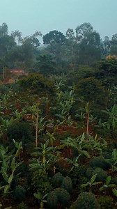 Imagine a forest that sings — in Uganda, that vision is coming to life! We are supporting forest regeneration efforts that are restoring vast areas of land and creating thousands of green jobs. But this is about more than just trees. It's about empowering communities, driving climate action, and now, even inspiring music. #TogetherTukola #EUandUganda | European Union in Uganda